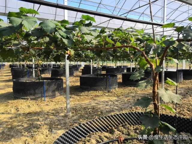 种植水果园设计意图简单,种植水果园设计意图简单一点