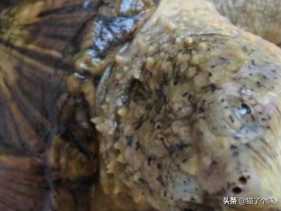 佛鳄龟怎么养才爆刺,第7张