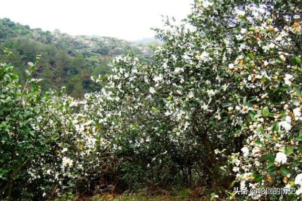 苗木花草介绍 种植方法,苗木花草介绍 种植方法视频