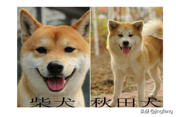 如何区分柴犬与秋田犬