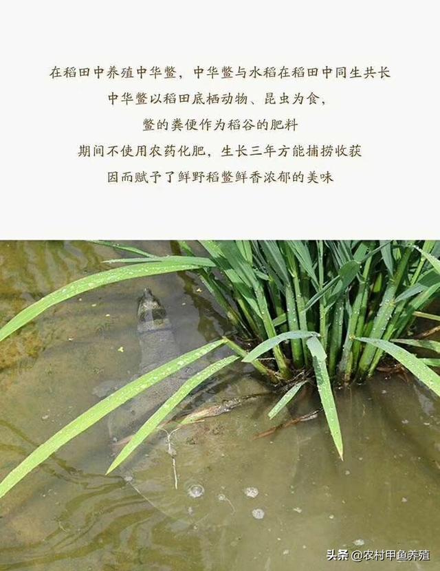 低成本养殖业什么最赚钱农村的 大家好，我家有个鱼塘请问养什么简单，成本低，收入还丰富？