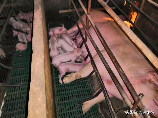 母猪用阉割吗？怎样养好母猪,第8张