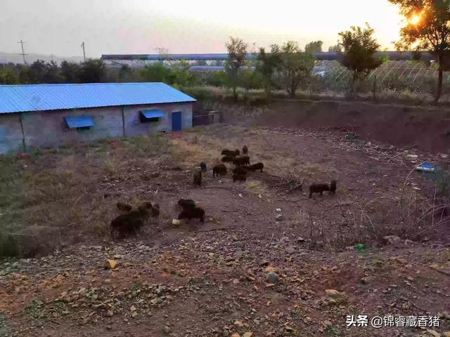 龙岩猪价 义-龙岩市猪价