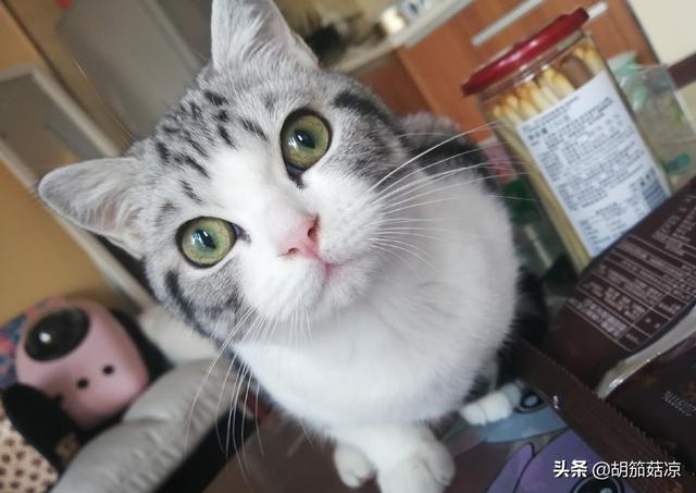 猫感冒了打喷嚏怎么办