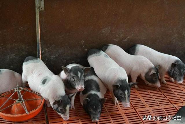 云浮市新兴县今日生猪价格-云浮市新兴县今日生猪价格表