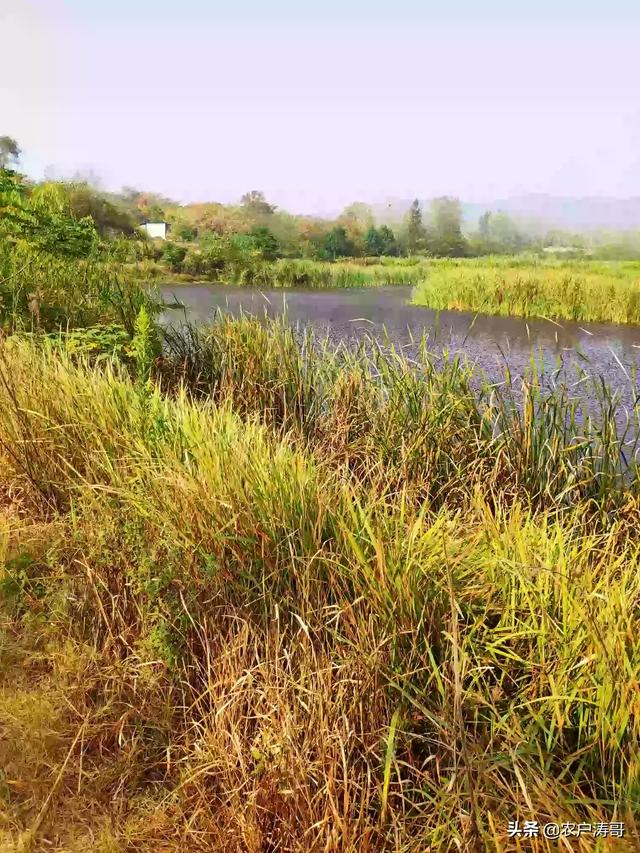 花园草籽种植视频大全,花园草籽种植视频大全图片