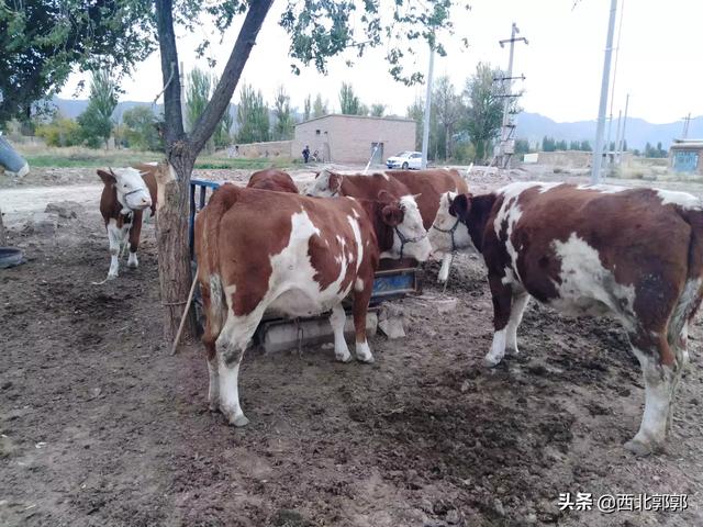 牛断饲料有什么反应-牛断饲料有什么反应吗