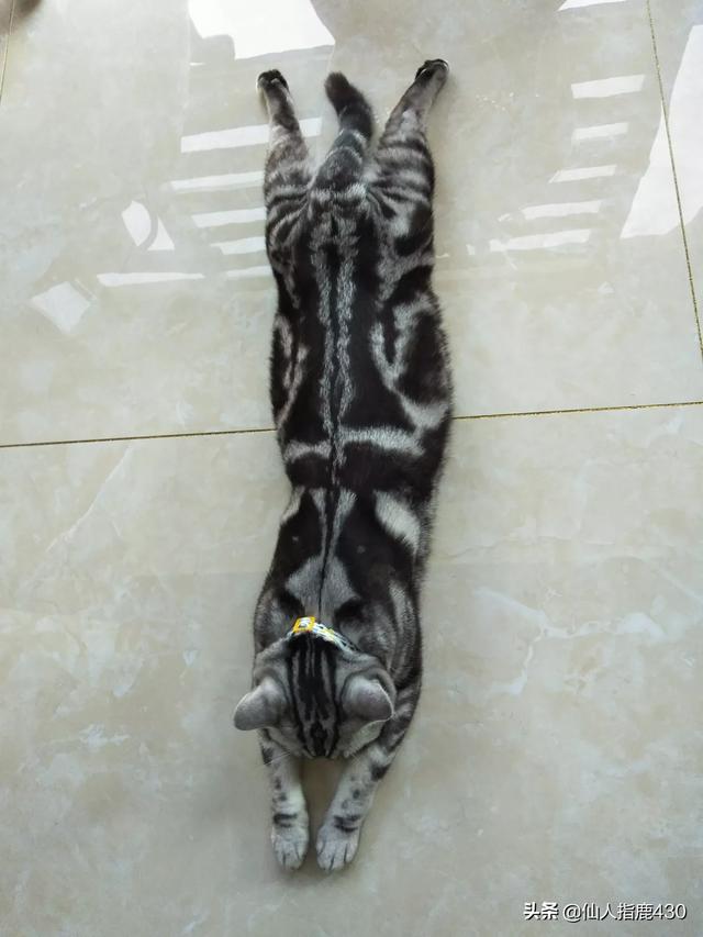 小奶猫一直乱跑，还到处乱钻，怎样才能捉到它,第2张