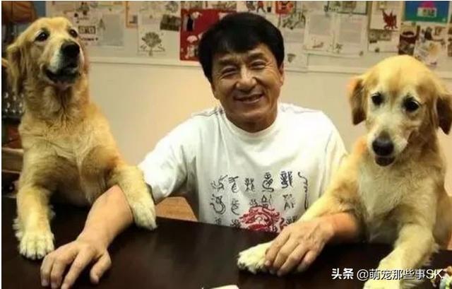 中國寵物狗數量?中國寵物狗數量統計!