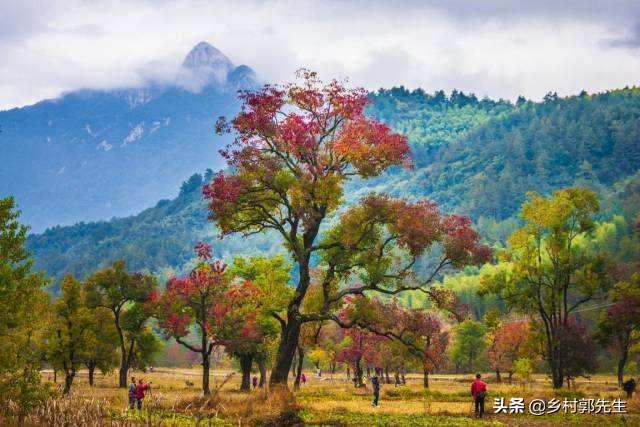 宜春果园采摘基地李子种植,宜春果园采摘基地李子种植时间