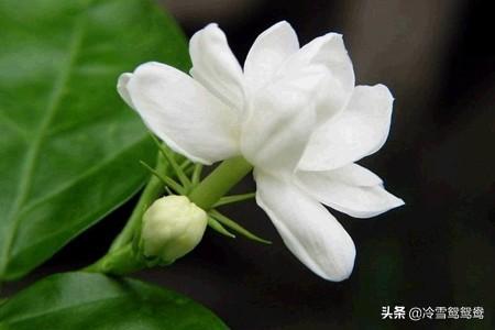 栀子花花语 （栀子花花语及寓意）