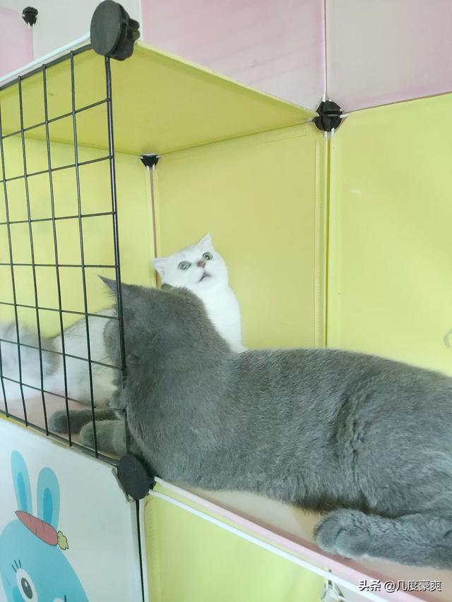 我家的猫咪为什么不愿意让人抱,第5张