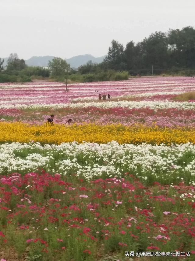农田景观名词解释？：农田类景观设计案例