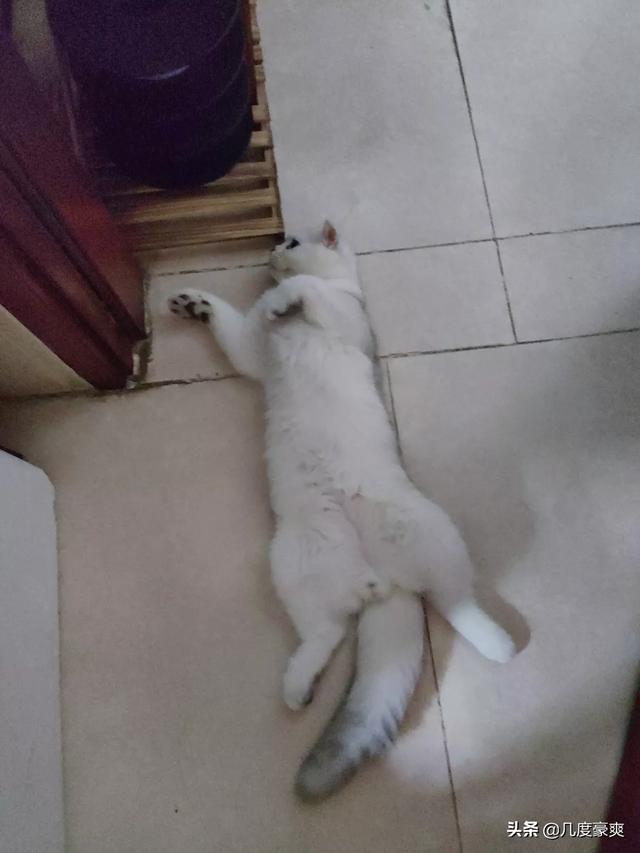 我家的猫咪为什么不愿意让人抱,第6张
