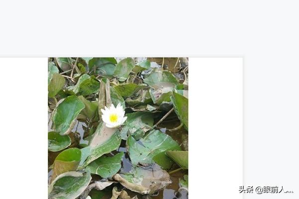 睡莲种植 （睡莲种植方法全过程）