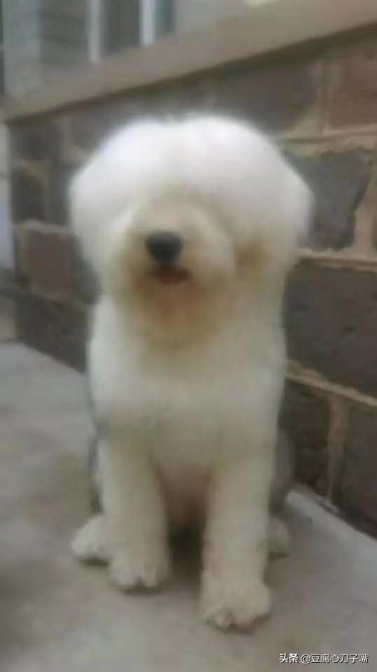 什么样的大型犬最好，最漂亮