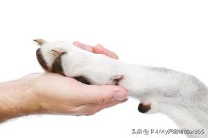 怎么教狗狗学握手,第4张