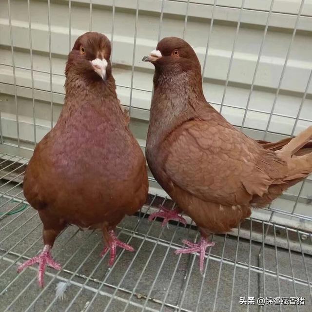 养50对肉鸽子一年利润 养殖肉鸽的市场行情怎么样？