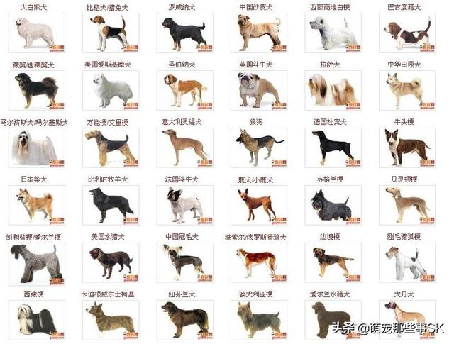 北京古牧?北京古牧犬舍!