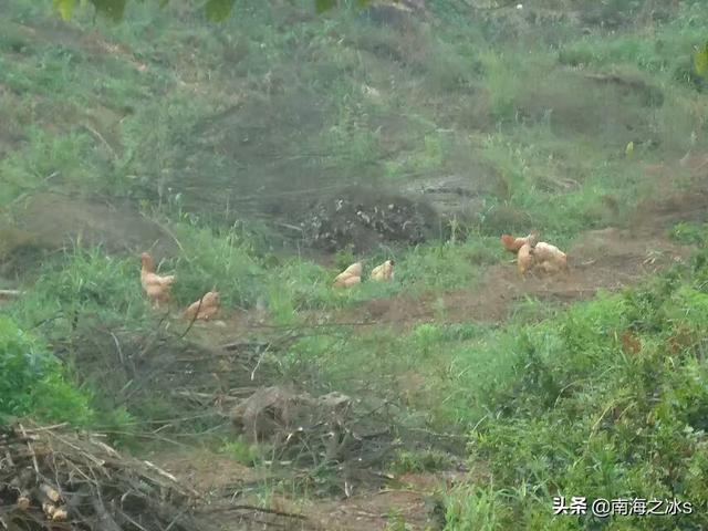 随州花卉宾馆无线?随州花卉市场!