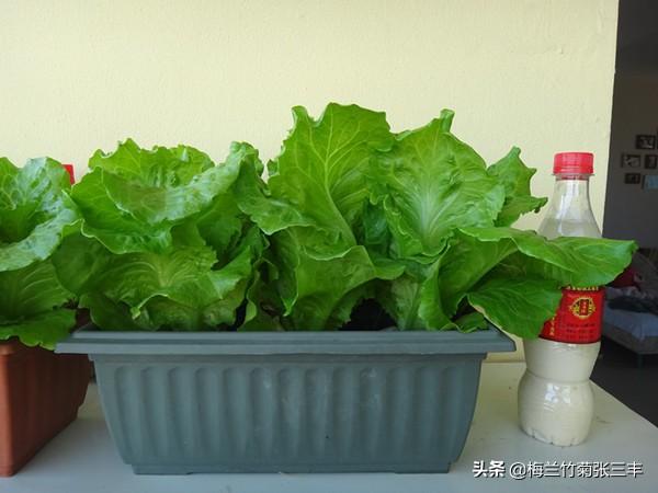 想在阳台种植什么菜,想在阳台种植什么菜好