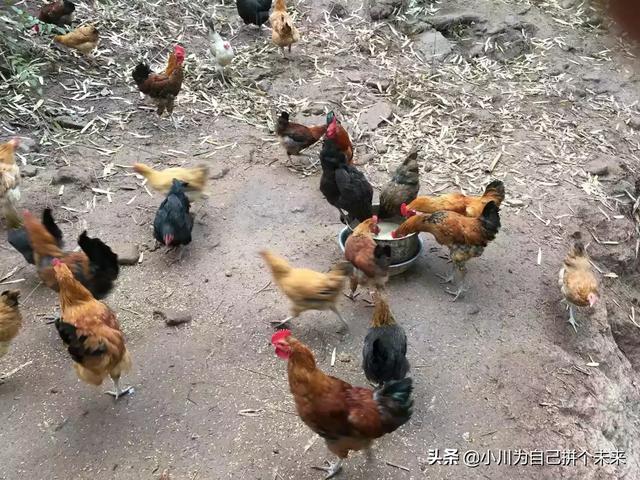 饲料预混料定做-饲料预混料定做厂家