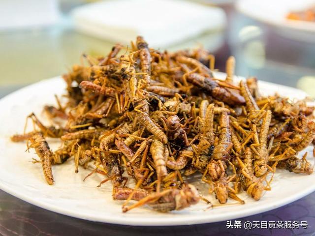 特种昆虫养殖网-特种昆虫养殖网站有哪些