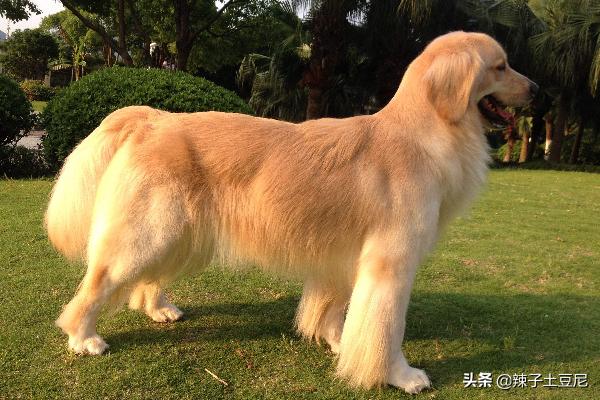 金毛犬怎么訓練?金毛犬怎么訓練大小便!