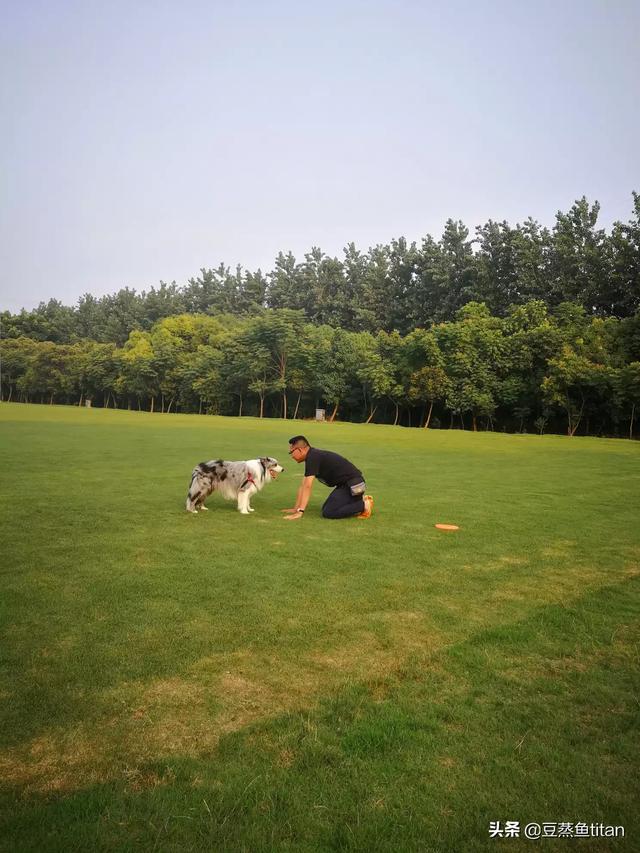邊境牧羊犬圖片?金邊邊境牧羊犬圖片!