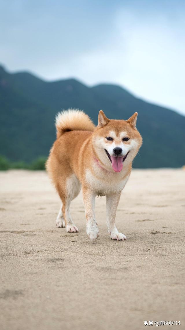 狗狗太闹腾怎么办,第2张