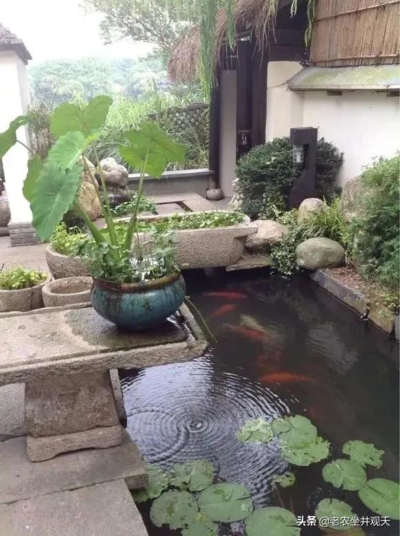 农民挖红薯