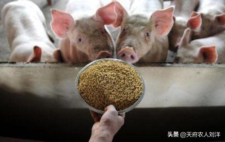 快速增长猪饲料-快速增长猪饲料的方法