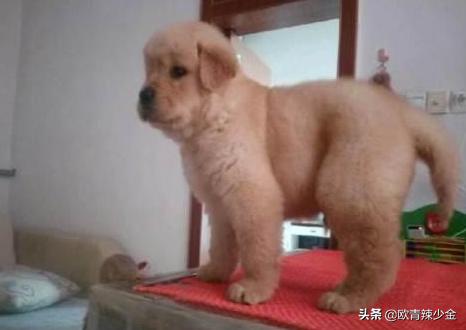 保定市狗狗餐厅电话多少