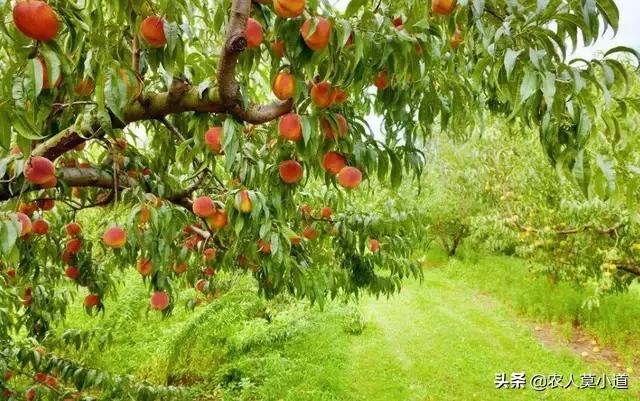 室外花园适合什么水槽种植,室外花园适合什么水槽种植植物