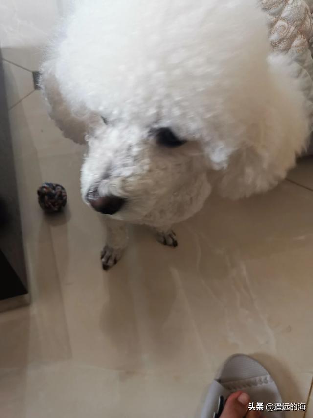 寵物狗不想養了怎么辦?寵物狗不想養了怎么辦小妙招!