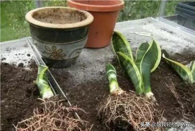 虎皮兰叶子枯萎，请问是怎么回事？可以挽救吗,第2张