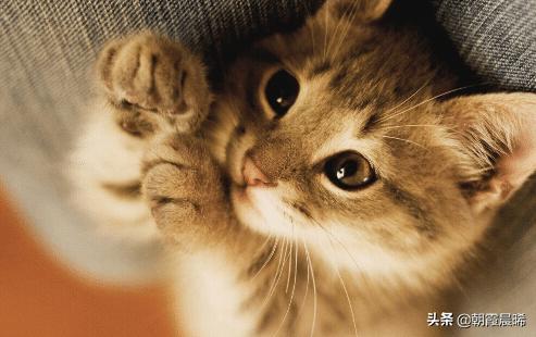 猫咪变瘦了是怎么回事(图8)