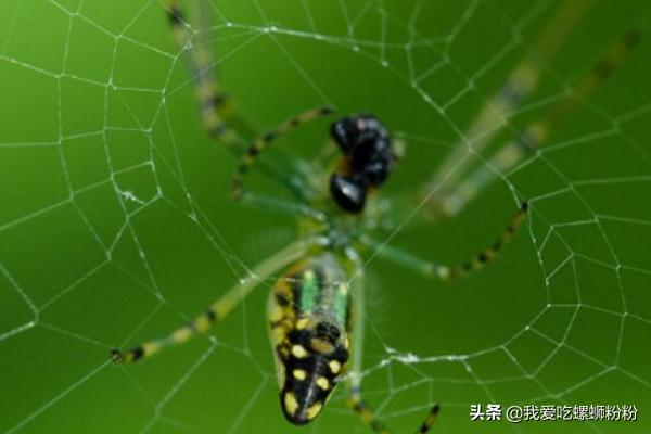 消灭蜘蛛消灭蜘蛛模拟器