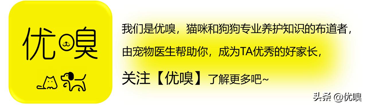 泰迪狗中暑了怎么解决,第4张