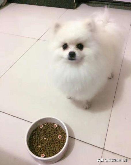 博美犬怎么样，养好博美犬的饲养方法,第3张