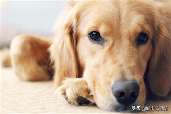 金毛犬饲养7大注意事项