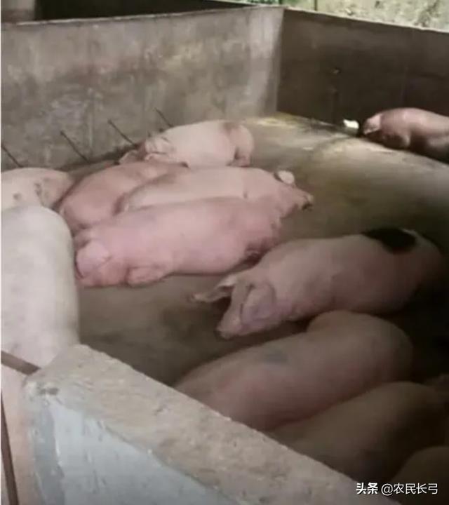 湖南宁乡2023年8月11号猪价-湖南宁乡猪价多少