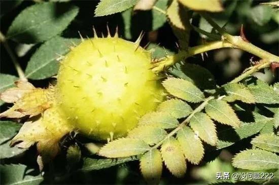 黄色的很硬的水果是什么(图8)