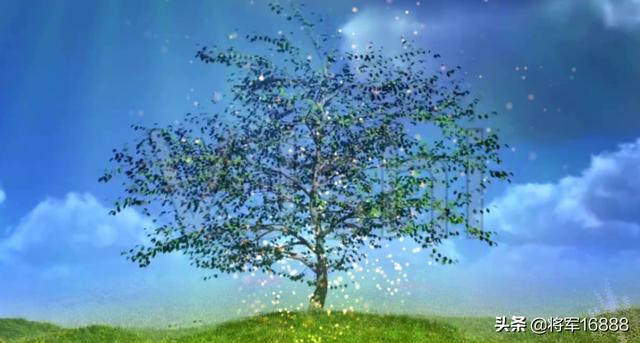 流行之星月季 流行之星-第1张图片-随然AIR主题