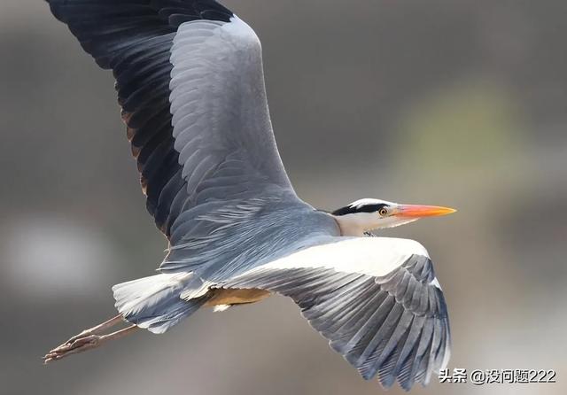 [苍鹭]苍鹭的寿命？