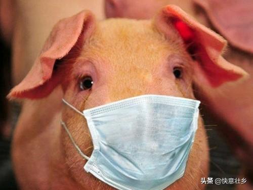 猪饲料厂污染土壤么-猪饲料厂有污染吗