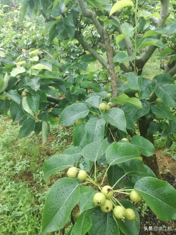 种植土回填施工方案 除虫怎么写