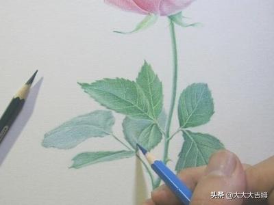 素描花卉画法? 素描花卉画法教案!