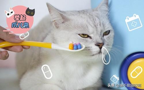 猫咪三天没有排便了正常吗，猫咪三天没有,第3张