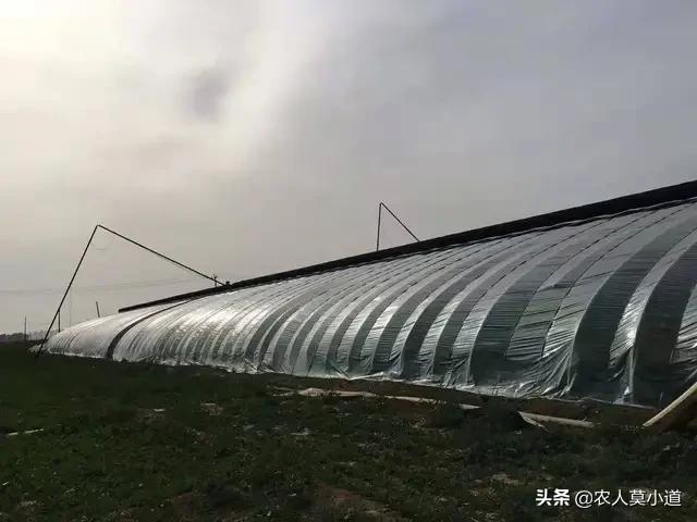 蔬菜种植图片，蔬菜种植图片大全大图